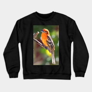 Baltimore Oriole Crewneck Sweatshirt